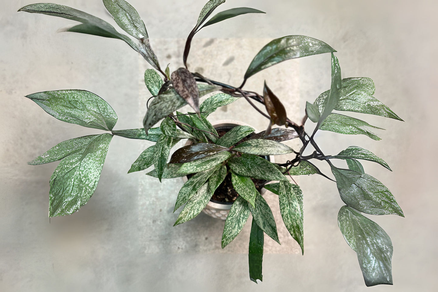 Hoya Pubicalyx 'Splash' 9" Hanging Pot | Tropical Houseplant | Easy Care Indoor Plant