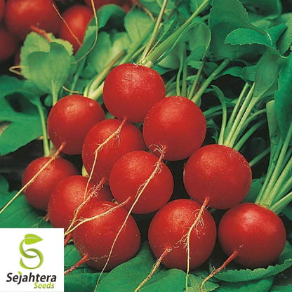 Early Scarlet Globe Radish Seeds 200 Ct | Heirloom NON-GMO Vegetable Garden USA