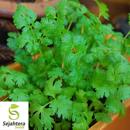 200+ Cilantro / Coriander Seeds - Non-GMO, Heirloom & Aromatic Herb Variety