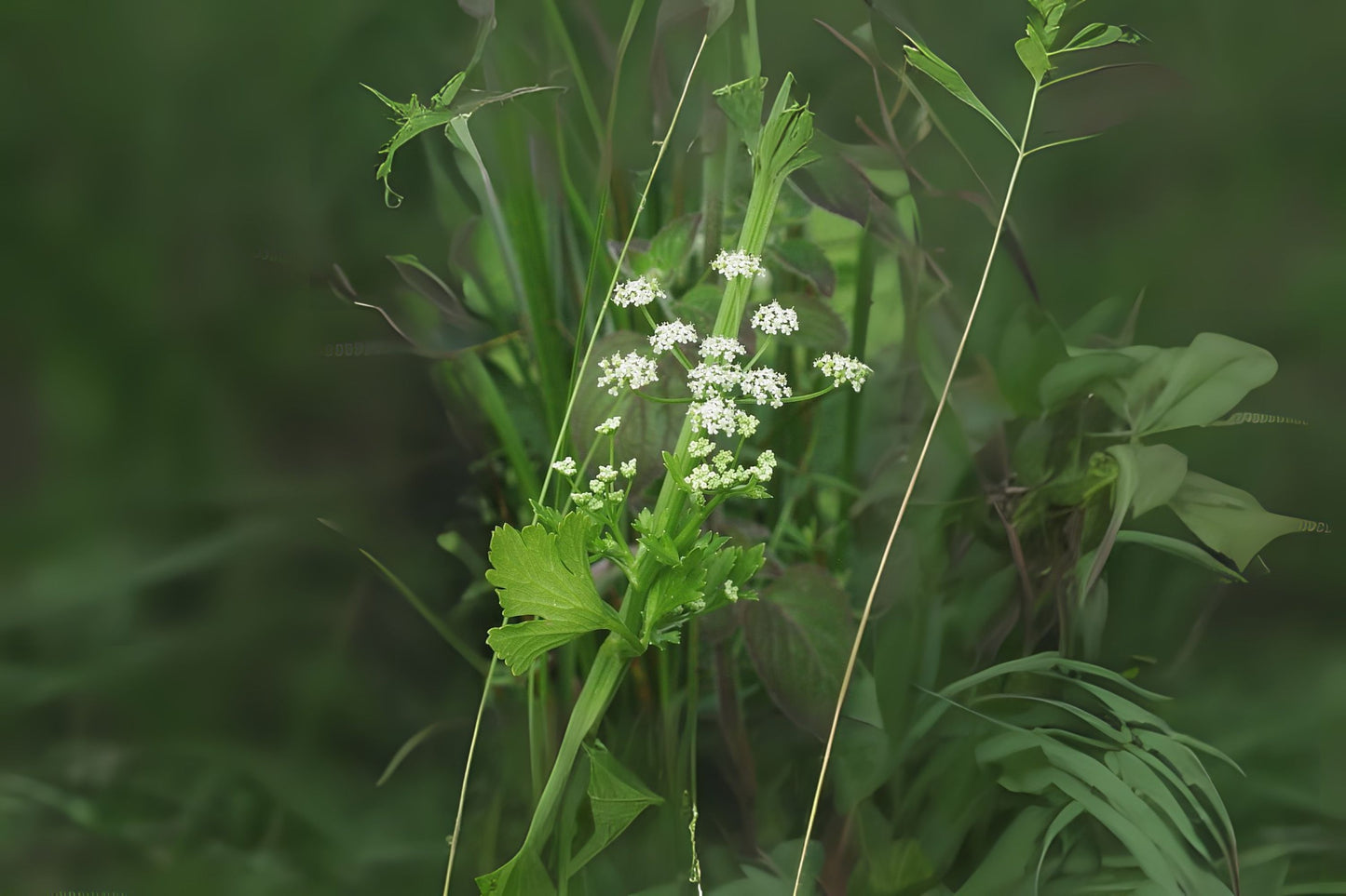 Wild Celery (Apium graveolens)