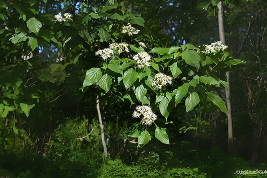 Alternate-leaved Dogwood Alternateleaf Pagoda Dogwood (Cornus alternifolia)