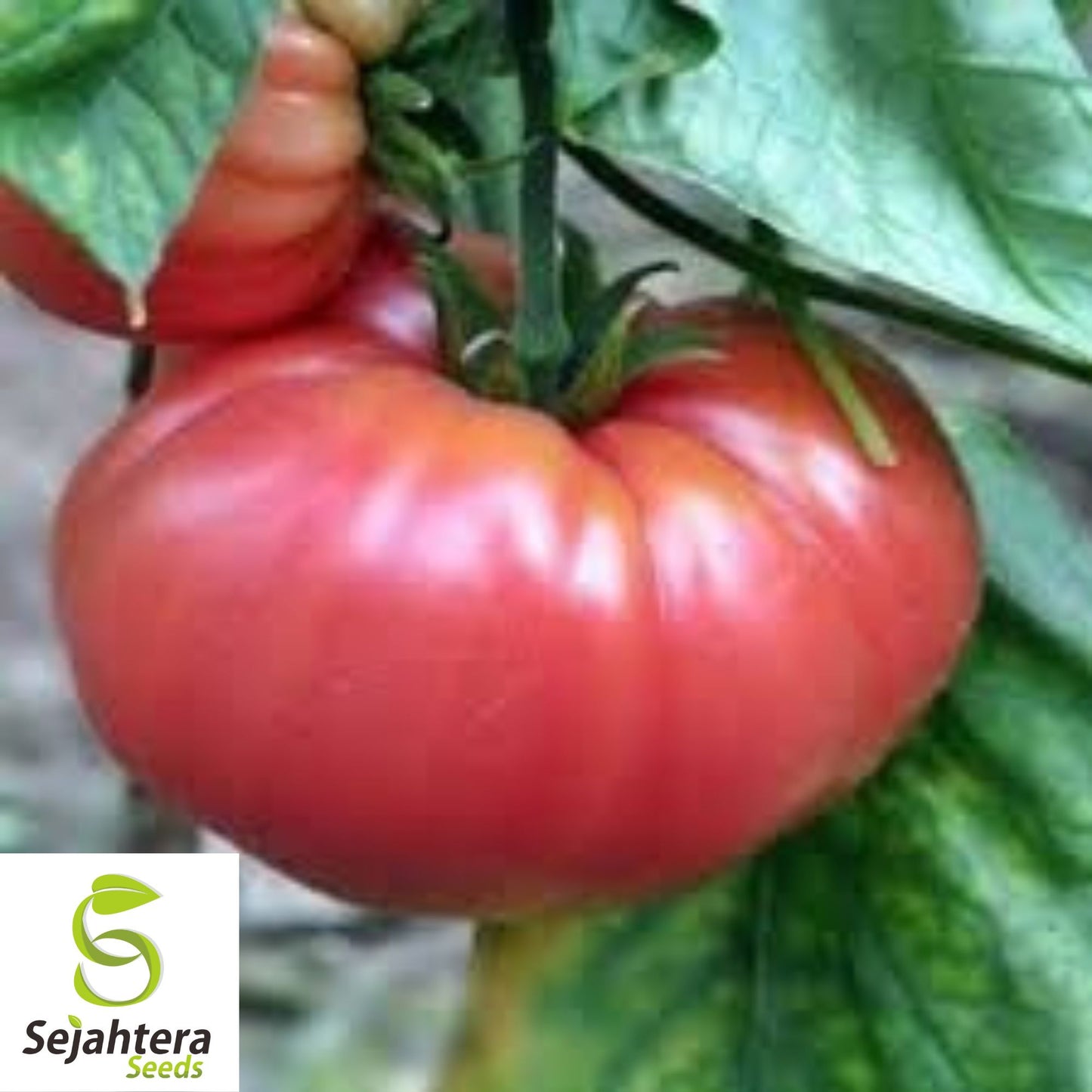 German Johnson Tomato Seeds - 30+ Heirloom, Organic, Non-GMO & Large Fruits