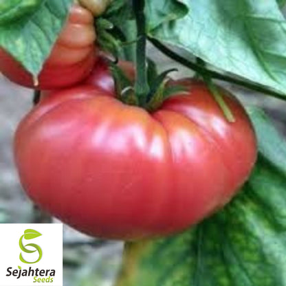 German Johnson Tomato Seeds - 30+ Heirloom, Organic, Non-GMO & Large Fruits