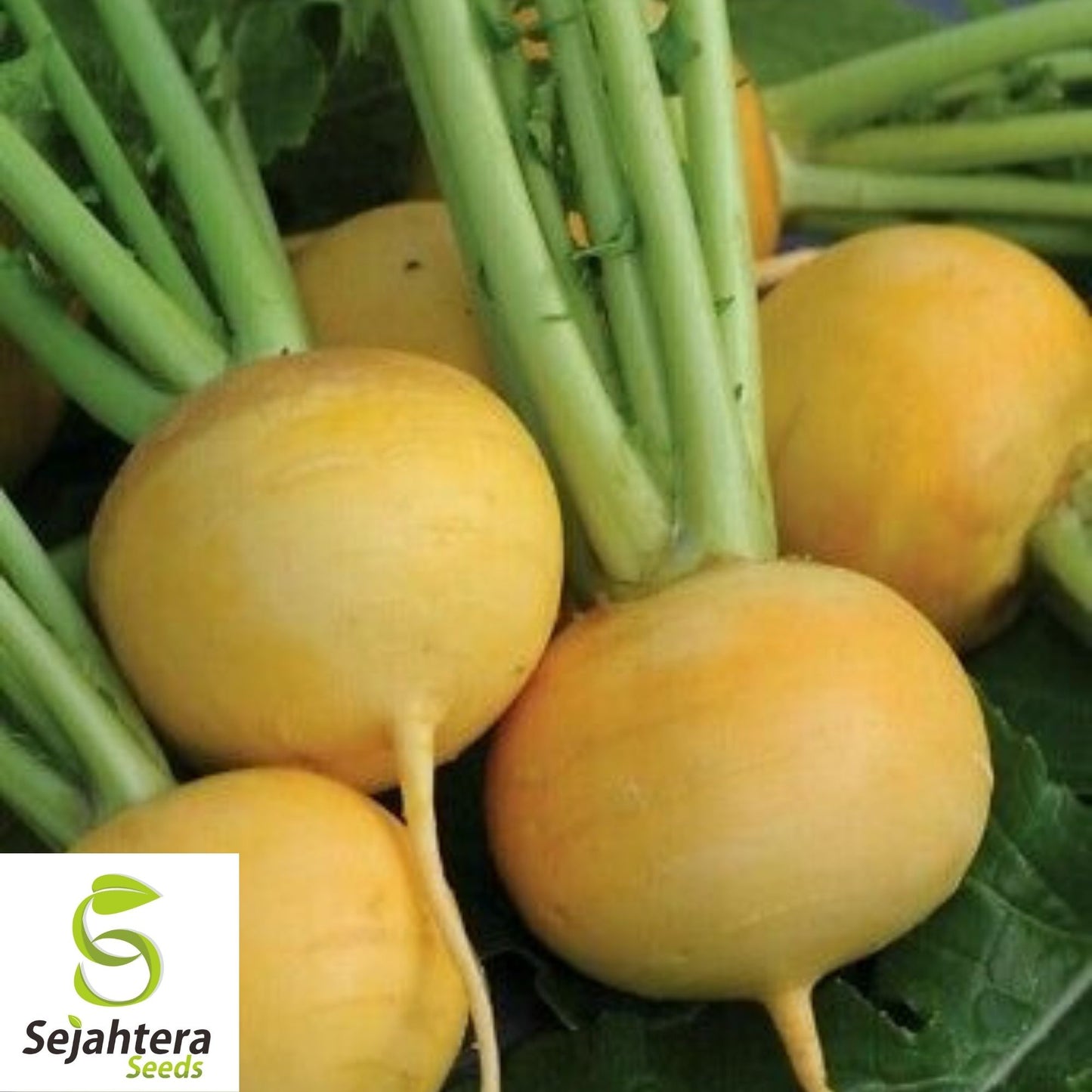 Golden Ball Turnip Seeds 1000+ | Heirloom Vegetable Garden NON-GMO USA
