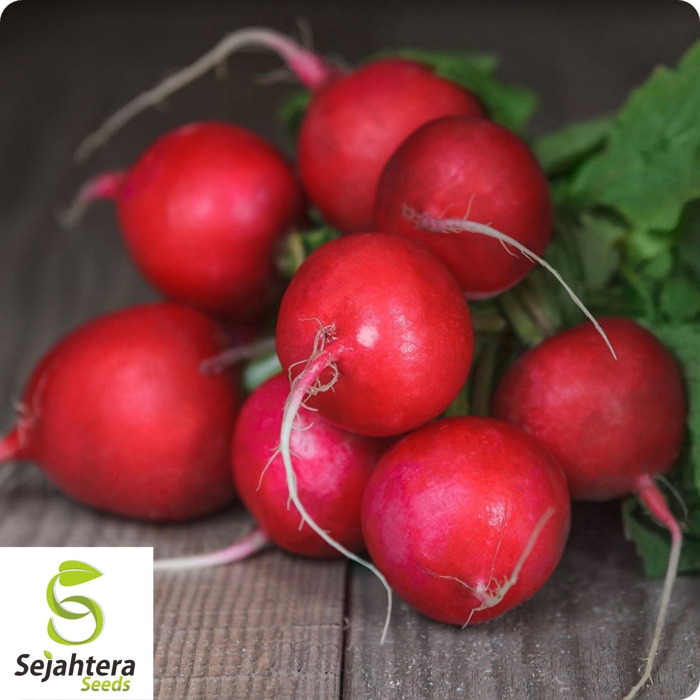 Early Scarlet Globe Radish Seeds 200 Ct | Heirloom NON-GMO Vegetable Garden USA