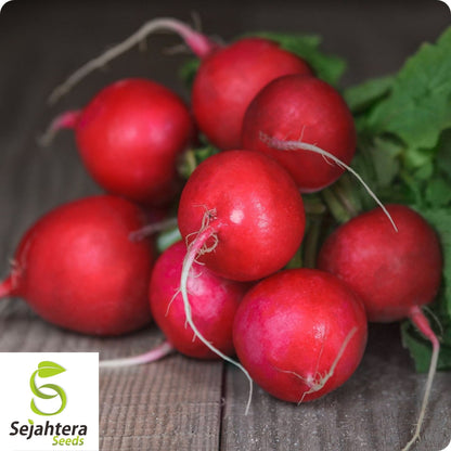 Early Scarlet Globe Radish Seeds 200 Ct | Heirloom NON-GMO Vegetable Garden USA