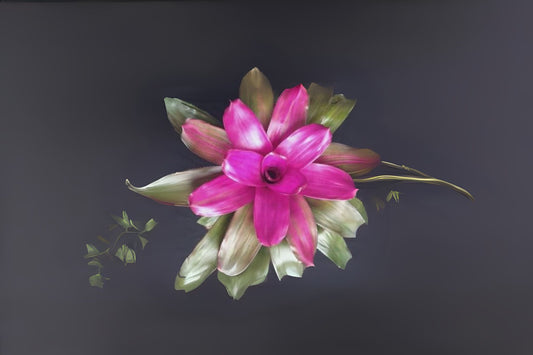 Bromeliad Plant 6" Pot Neoregelia Tatiana Purple-Magenta Foliage (USPP22,563P2) - Ideal for Interior & Landscape