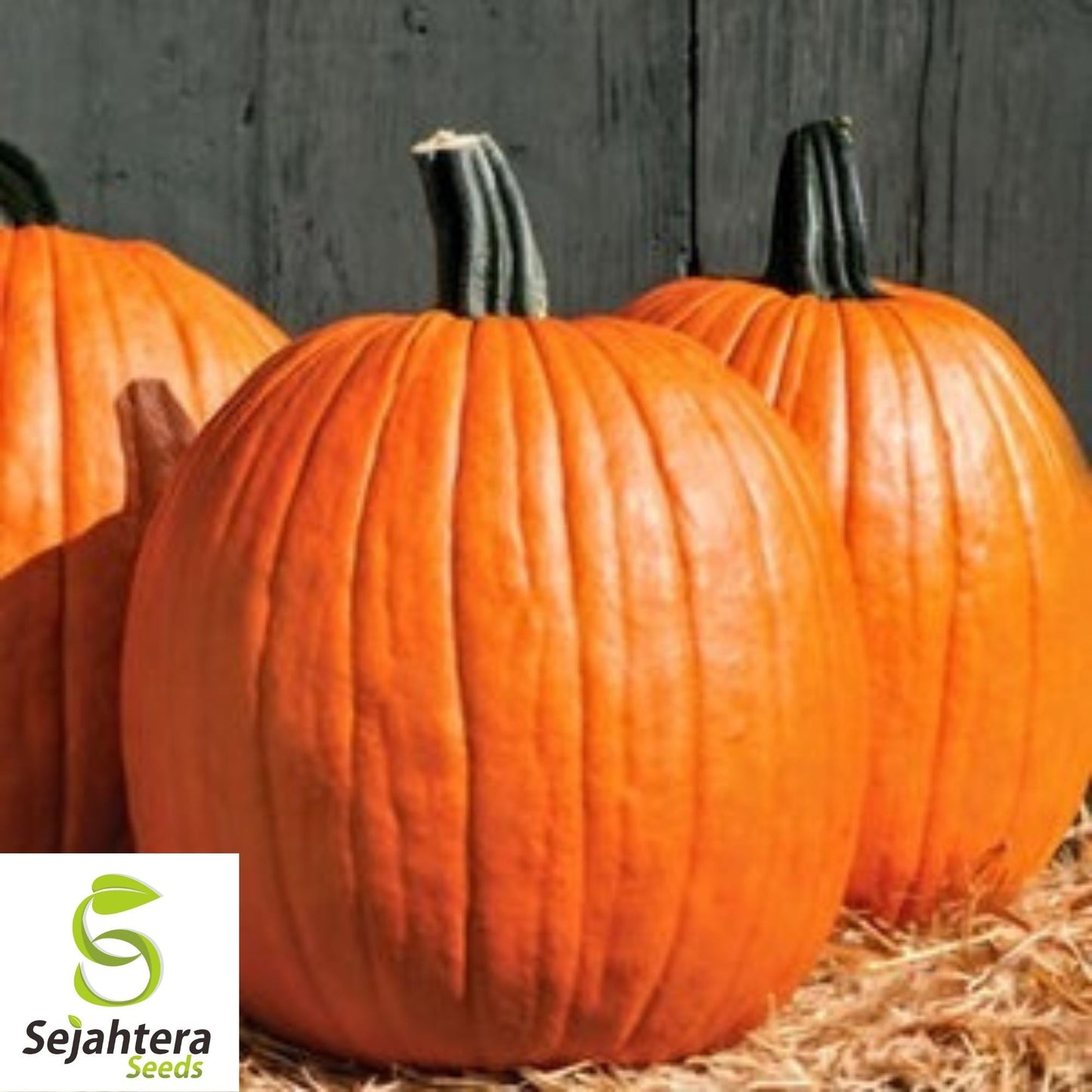 Jack O' Lantern Pumpkin Seeds 20+ | Halloween Carving NON-GMO USA