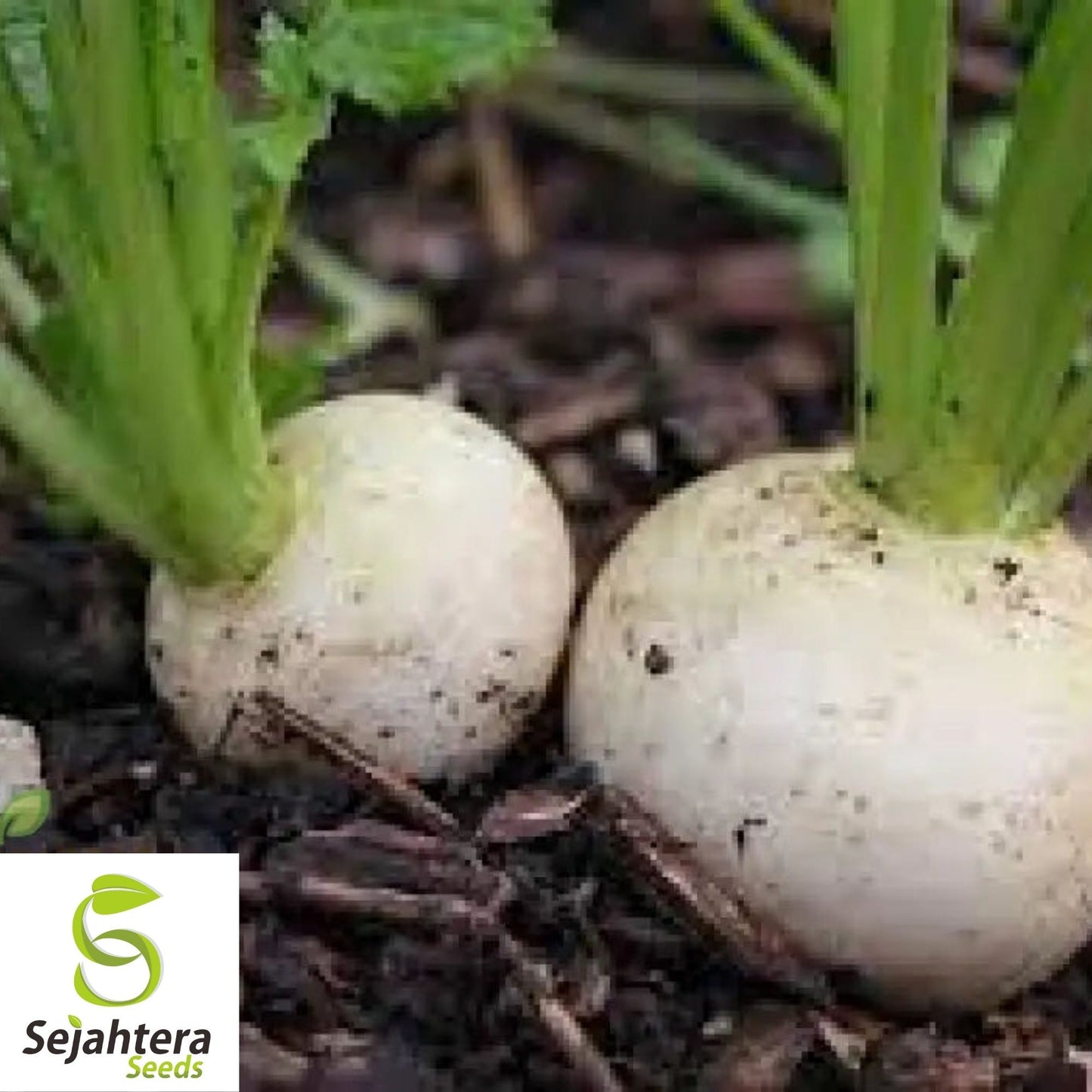 Seven Top Turnip Seeds 1000+ | Heirloom NON-GMO Vegetable Garden USA