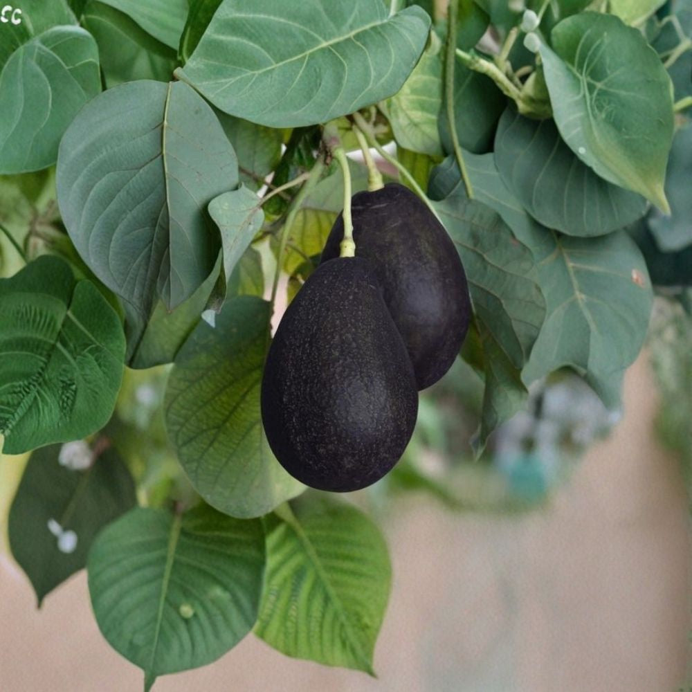 Oro Negro Avocado – Persea americana Live Grafted Tree | Dwarf Cold Hardy Variety | Premium Selection  Black Gold Fruit | Large Size | High Yield Producer
