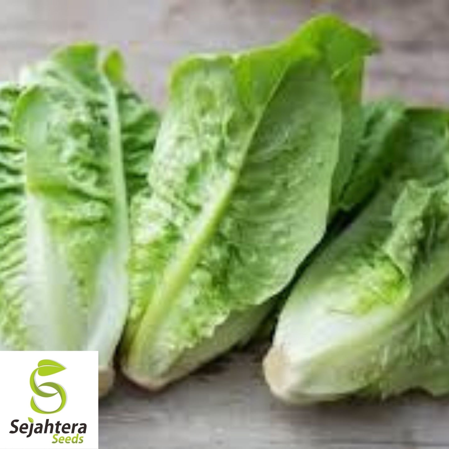 Little Gem Lettuce Seeds 600+ | Mini Romaine Lettuce NON-GMO USA