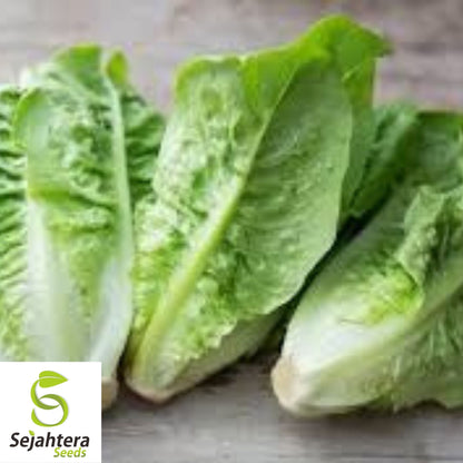 Little Gem Lettuce Seeds 600+ | Mini Romaine Lettuce NON-GMO USA