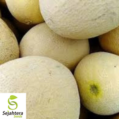 50+ Top Mark Cantaloupe Seeds - Non-GMO Cucumis Melo, Sweet Melon Variety