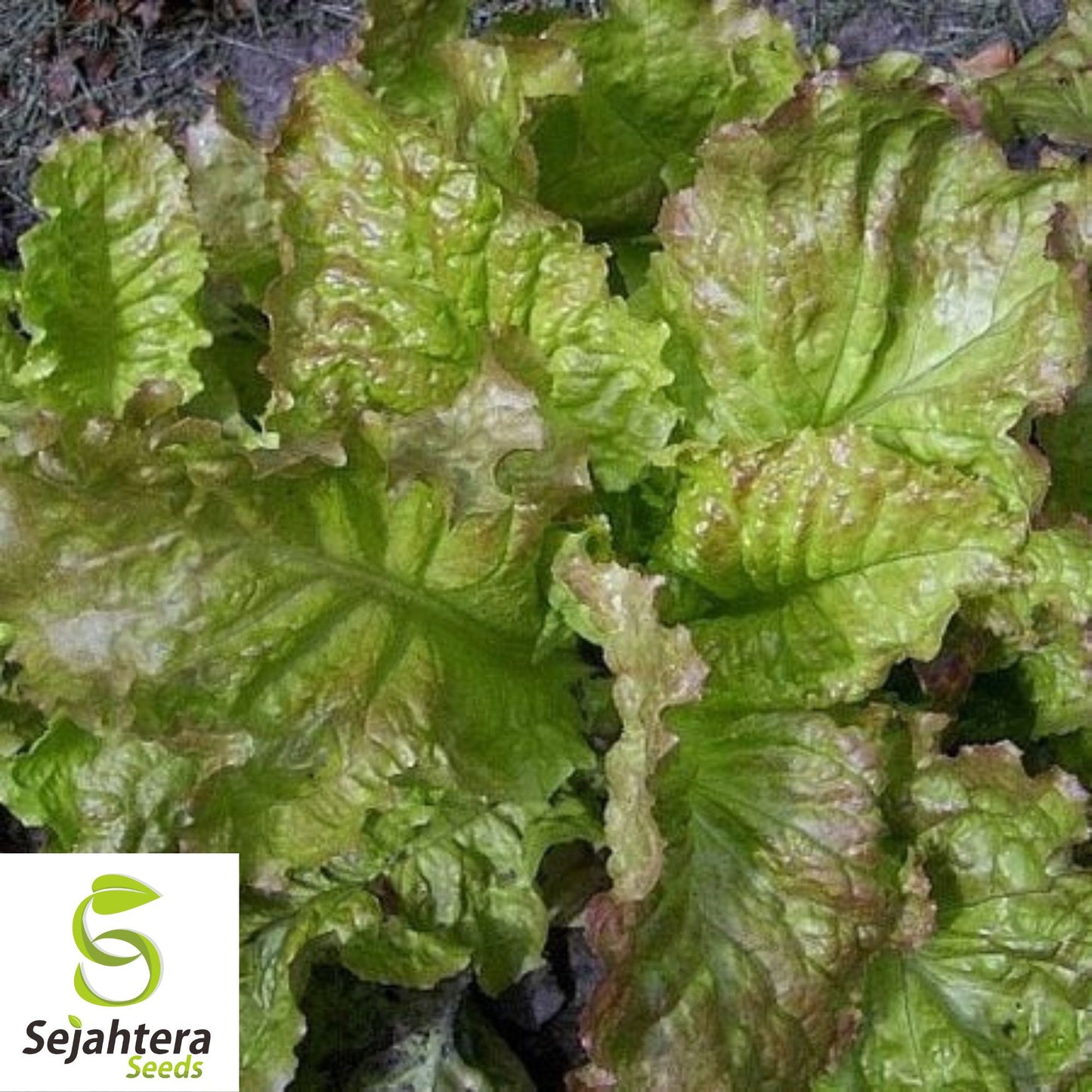 1000 Prizehead Lettuce Seeds - Non-GMO, Crisp & Tender Leaves