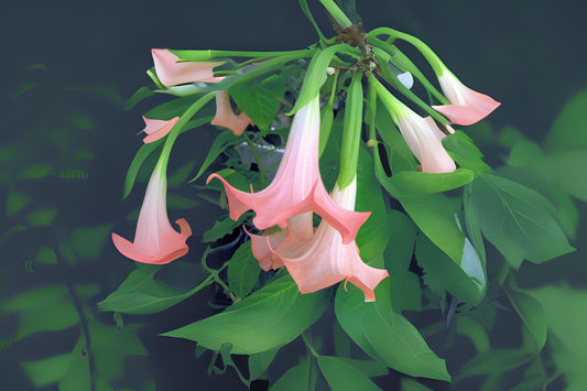 Brugmansia Angels Trumpet Plant Starter Size Peach Pink Bloom Brugmansia Santa Rosa Live Tropical Plant - 6-8 Inches Tall