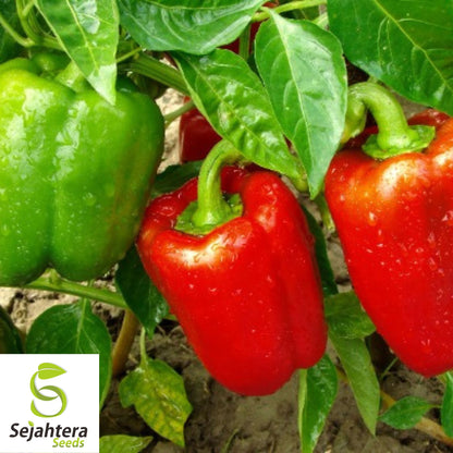 25 California Wonder Pepper Seeds - Non-GMO, Sweet & Crisp Bell Peppers