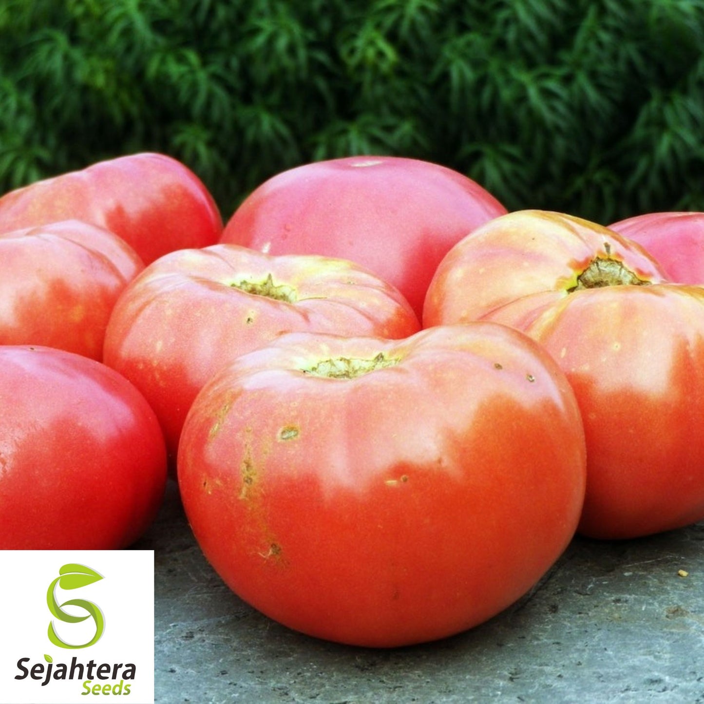 50 German Johnson Tomato Seeds - Heirloom, Non-GMO, Juicy & Flavorful Variety