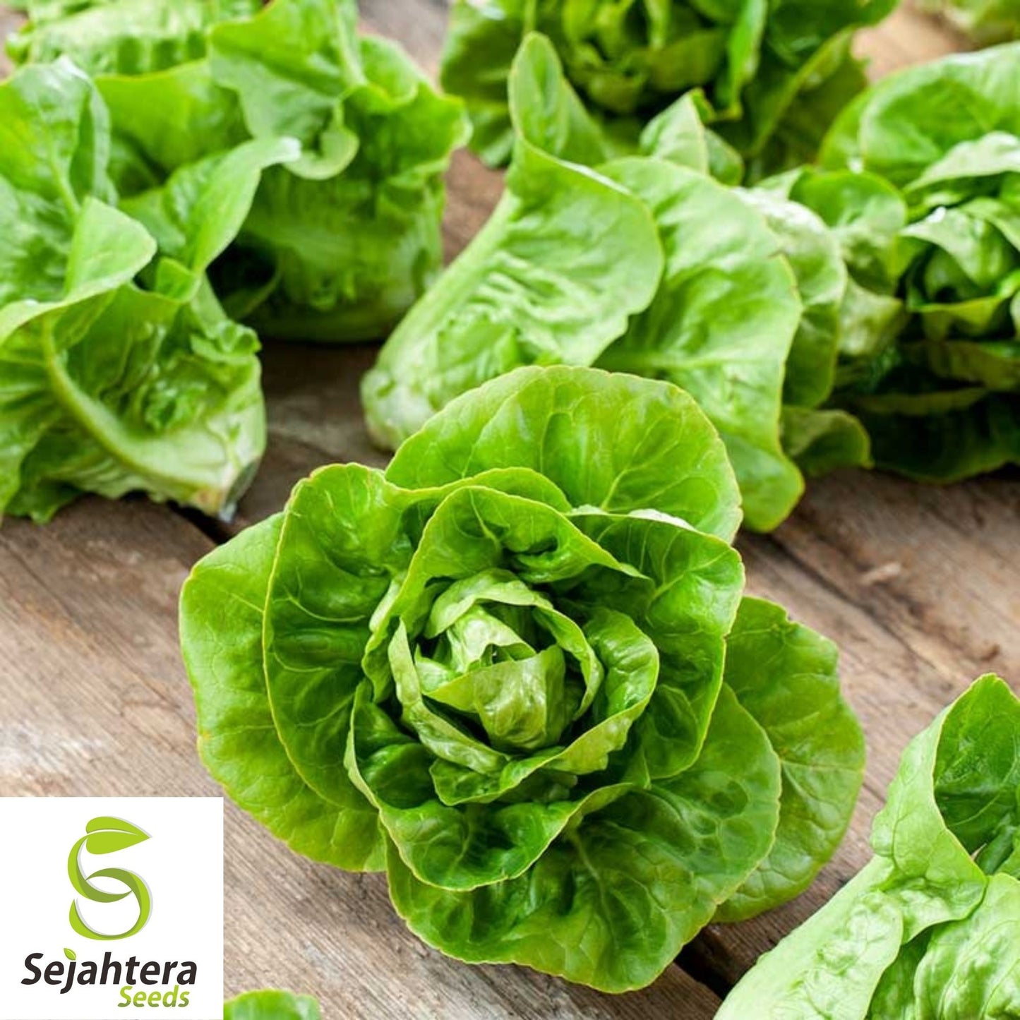 Little Gem Lettuce Seeds 600+ | Mini Romaine Lettuce NON-GMO USA