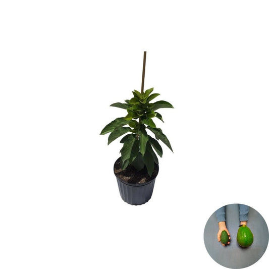 Avozilla Avocado – Persea americana Live Grafted Tree | Cold Hardy Variety | World’s Largest Avocado  Australian Selection | Fast Fruiting | Rare Collector’s Tree