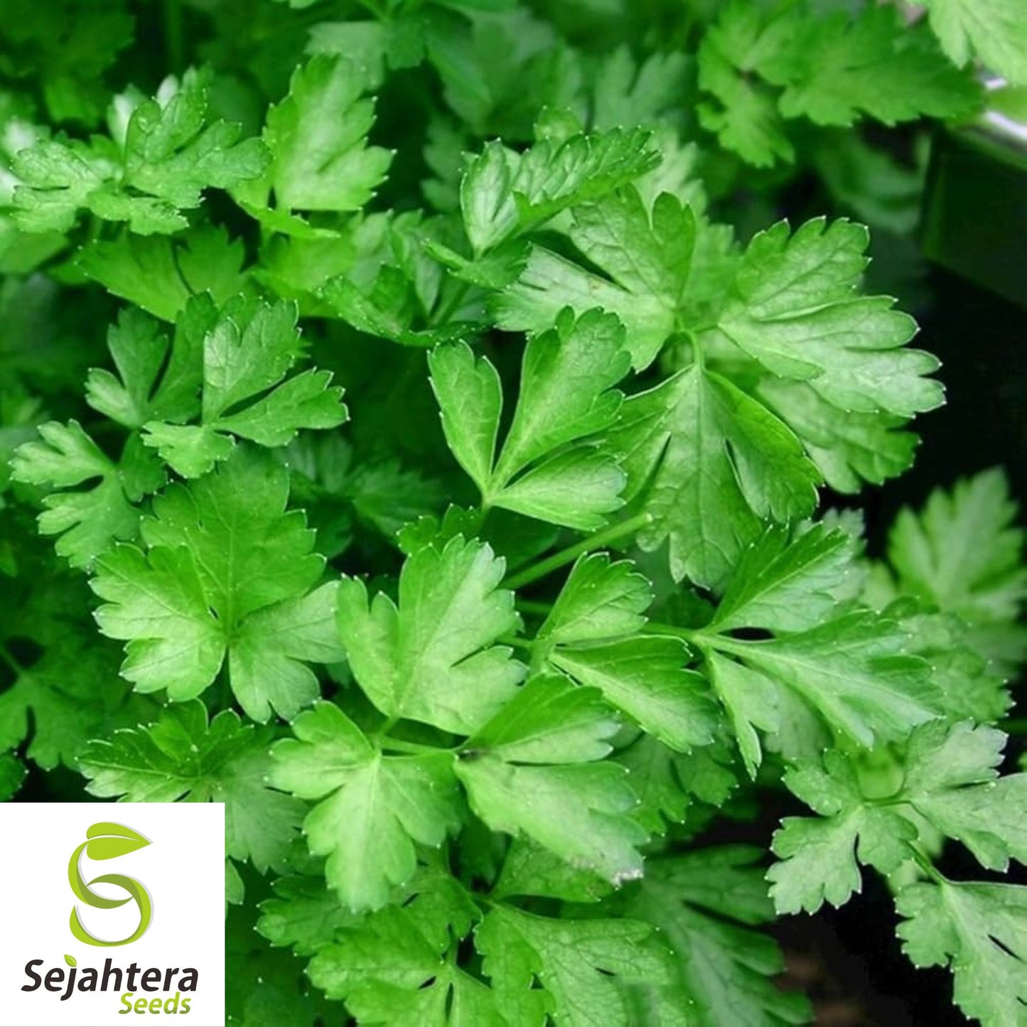 200+ Cilantro / Coriander Seeds - Non-GMO, Heirloom & Aromatic Herb Variety