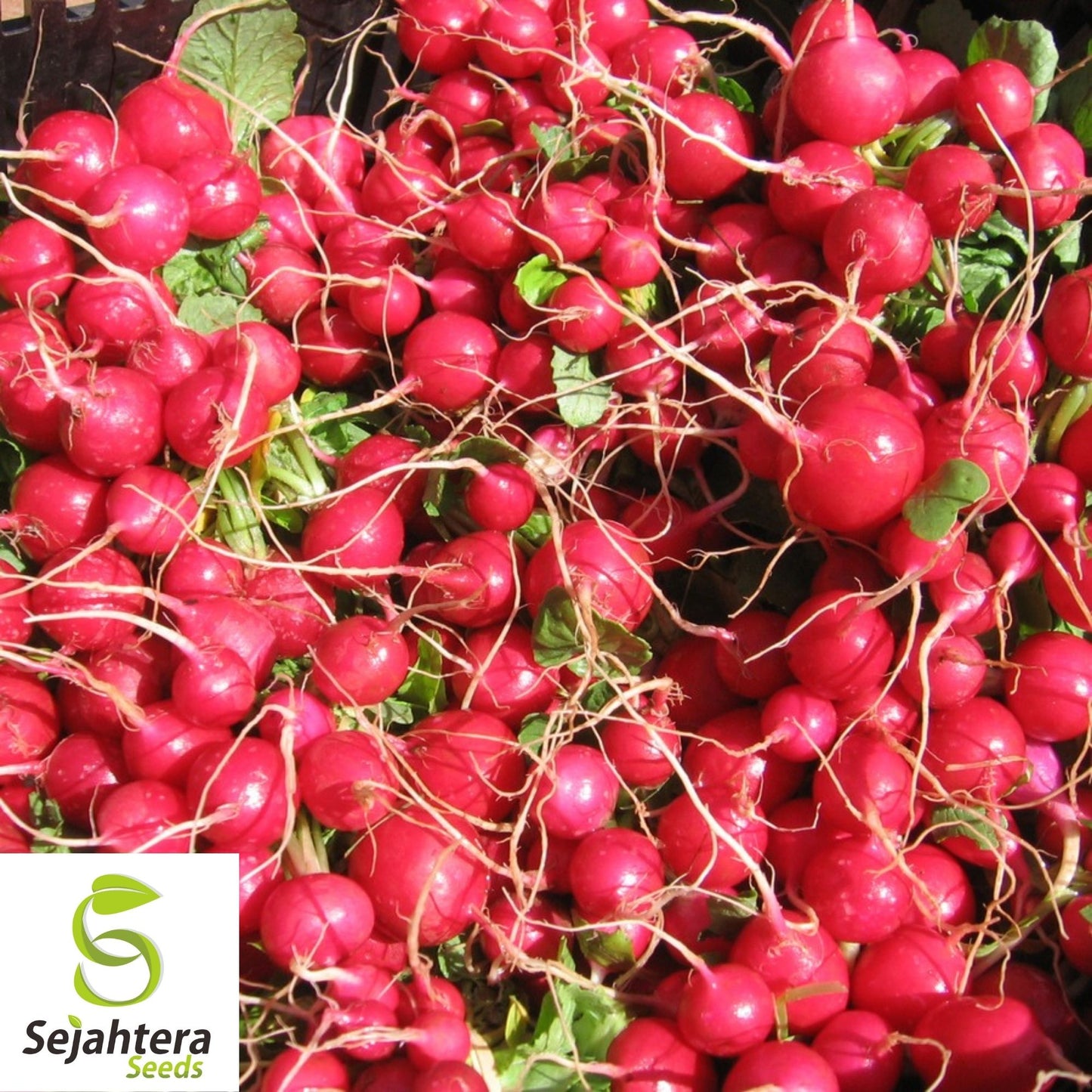 Early Scarlet Globe Radish Seeds 200 Ct | Heirloom NON-GMO Vegetable Garden USA