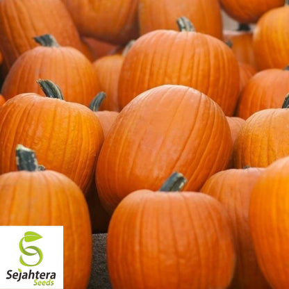 Jack O' Lantern Pumpkin Seeds 20+ | Halloween Carving NON-GMO USA