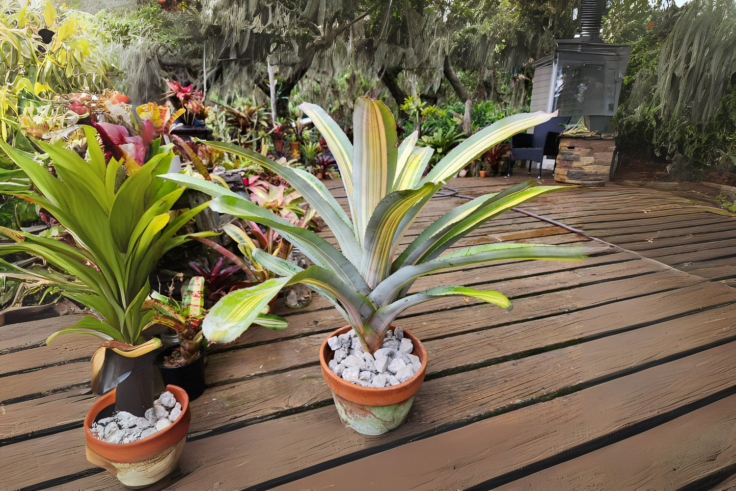 Bromeliad Plant Aechmea Loie's Pride in 9 Inch Pot - Tropical Houseplant for Indoor Decor - Perfect for Plant Lovers