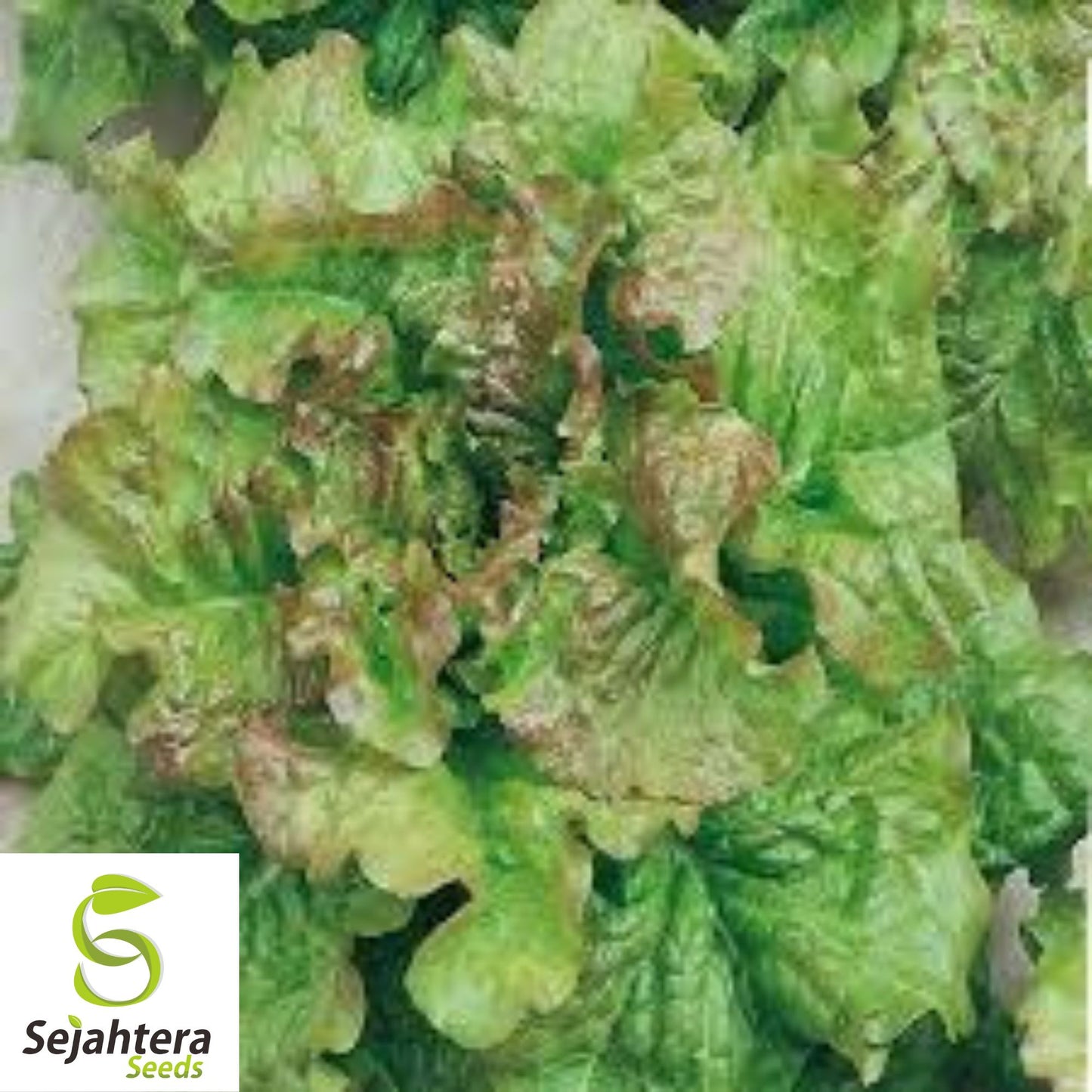 1000 Prizehead Lettuce Seeds - Non-GMO, Crisp & Tender Leaves