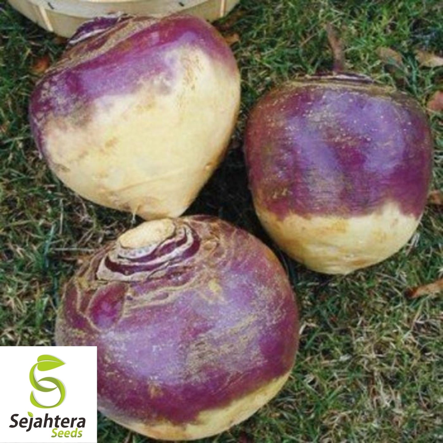 Laurentian Rutabaga Seeds 300+ | NON-GMO Vegetable Brassica napus USA