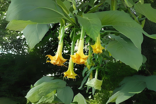 Brugmansia Wiehler Gold Live Tropical Plant - Golden Yellow Fragrant Angels Trumpet - Starter Size - Brugmansia spp.