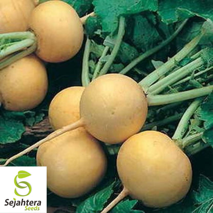 Golden Ball Turnip Seeds 1000+ | Heirloom Vegetable Garden NON-GMO USA