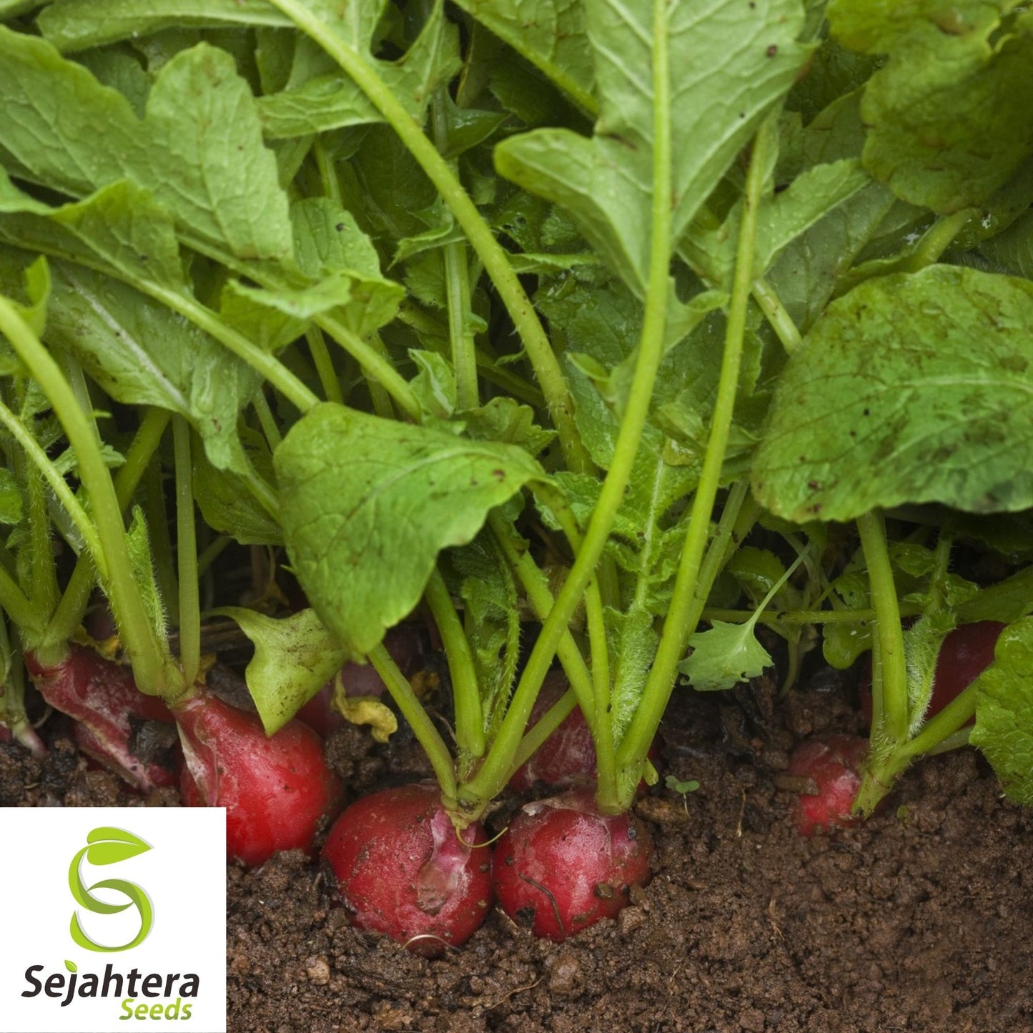 Early Scarlet Globe Radish Seeds 200 Ct | Heirloom NON-GMO Vegetable Garden USA
