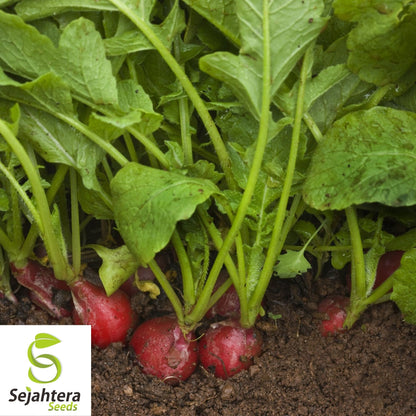 Early Scarlet Globe Radish Seeds 200 Ct | Heirloom NON-GMO Vegetable Garden USA