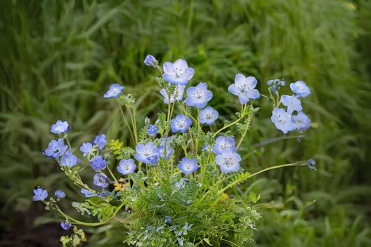 Baby Blue Eyes (Nemophila menziesii)