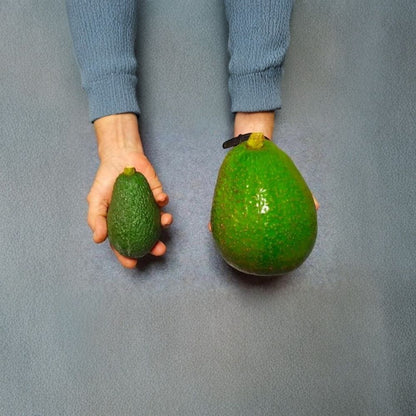 Avozilla Avocado – Persea americana Live Grafted Tree | Cold Hardy Variety | World’s Largest Avocado  Australian Selection | Fast Fruiting | Rare Collector’s Tree