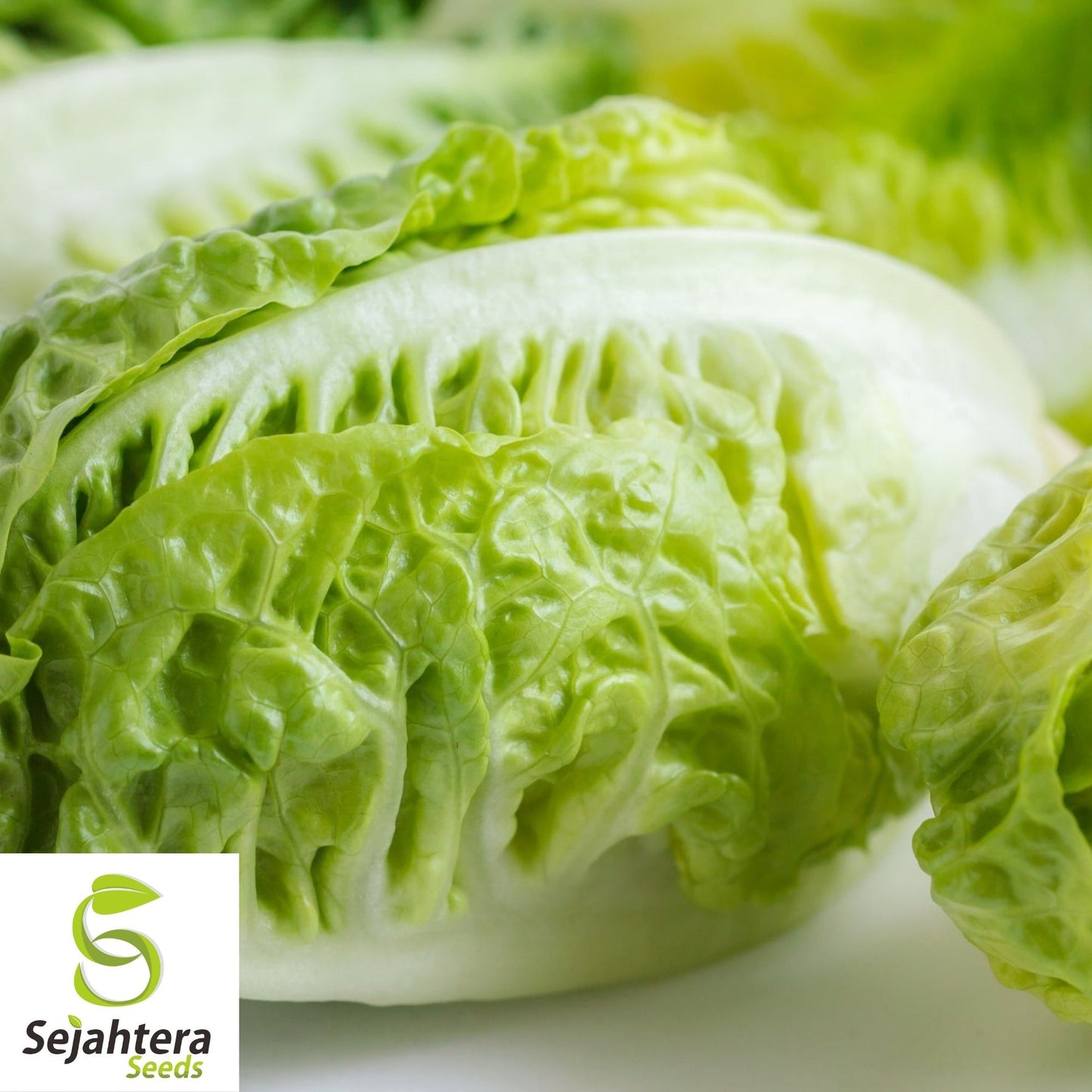 Little Gem Lettuce Seeds 600+ | Mini Romaine Lettuce NON-GMO USA