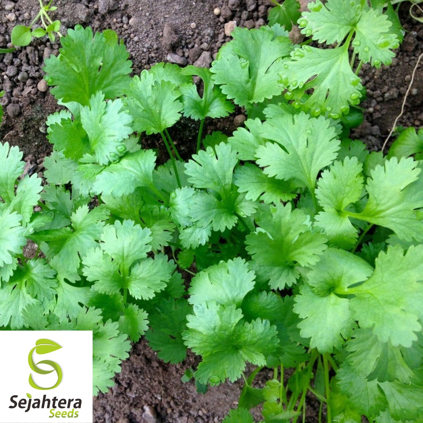 200+ Cilantro / Coriander Seeds - Non-GMO, Heirloom & Aromatic Herb Variety