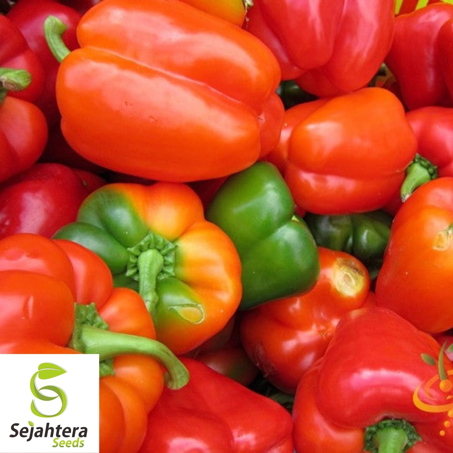 25 California Wonder Pepper Seeds - Non-GMO, Sweet & Crisp Bell Peppers