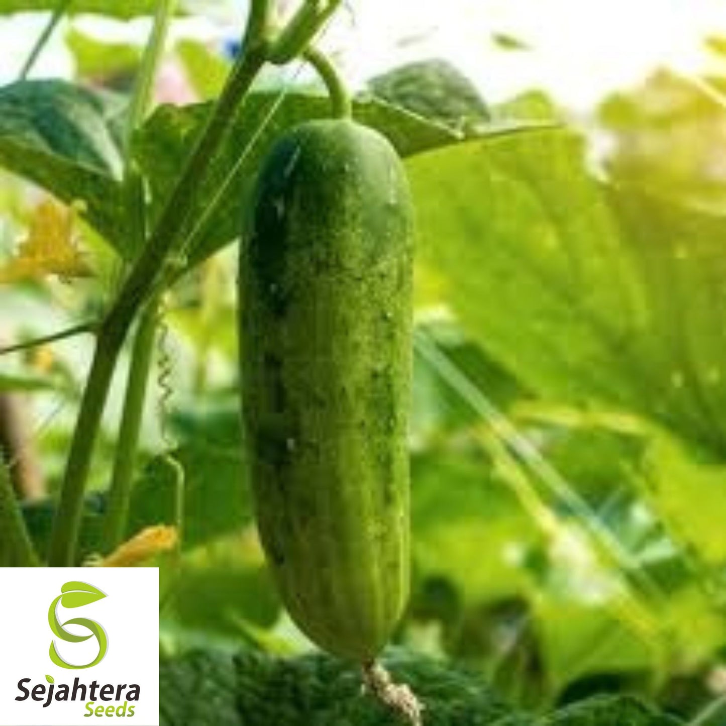 Muncher Cucumber Seeds - 100+ Heirloom, Organic, Non-GMO & Burpless
