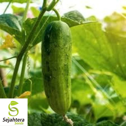 Muncher Cucumber Seeds - 100+ Heirloom, Organic, Non-GMO & Burpless