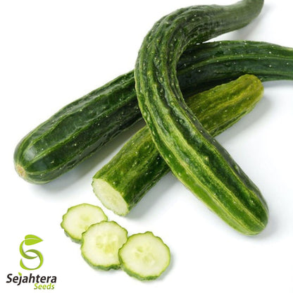 Suyo Long Cucumber Seeds - 100+ Heirloom - Organic, Non-GMO & Rare