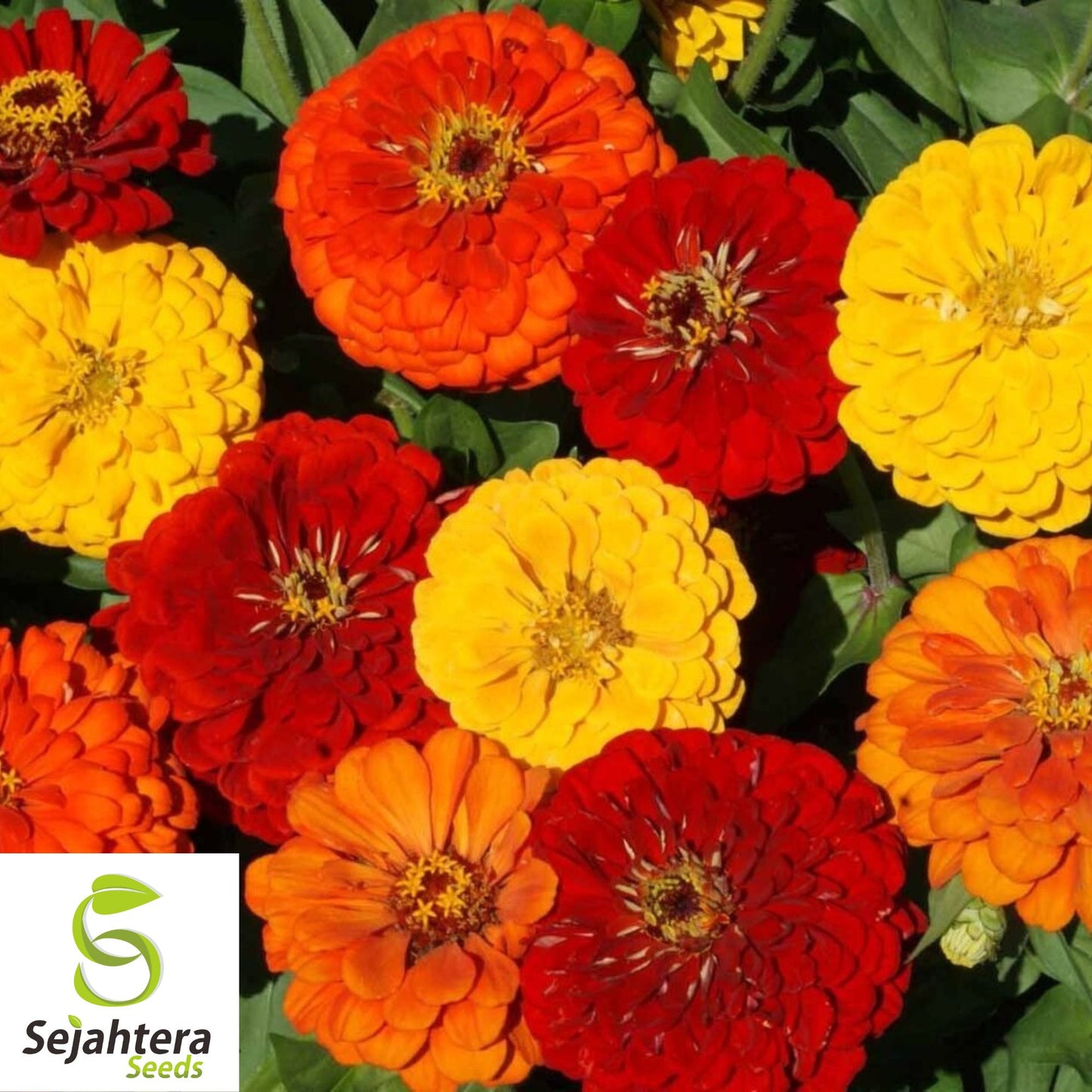 100+ Lava Lamp Zinnia Seeds - Zinnia Elegans, Vibrant Yellow, Orange, Red Blooms