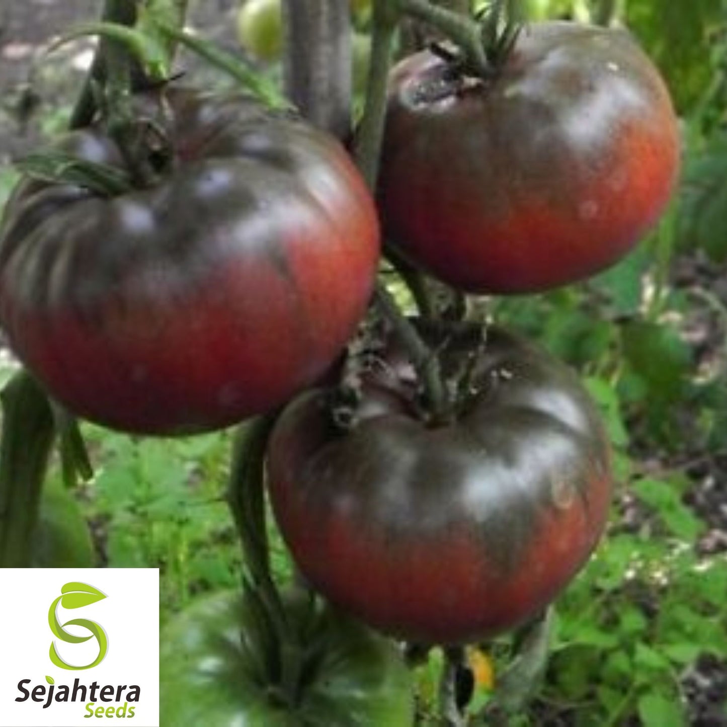 Black Truffle Tomato Seeds - 120+ Organic Heirloom - Sweet & Rare - Non-GMO