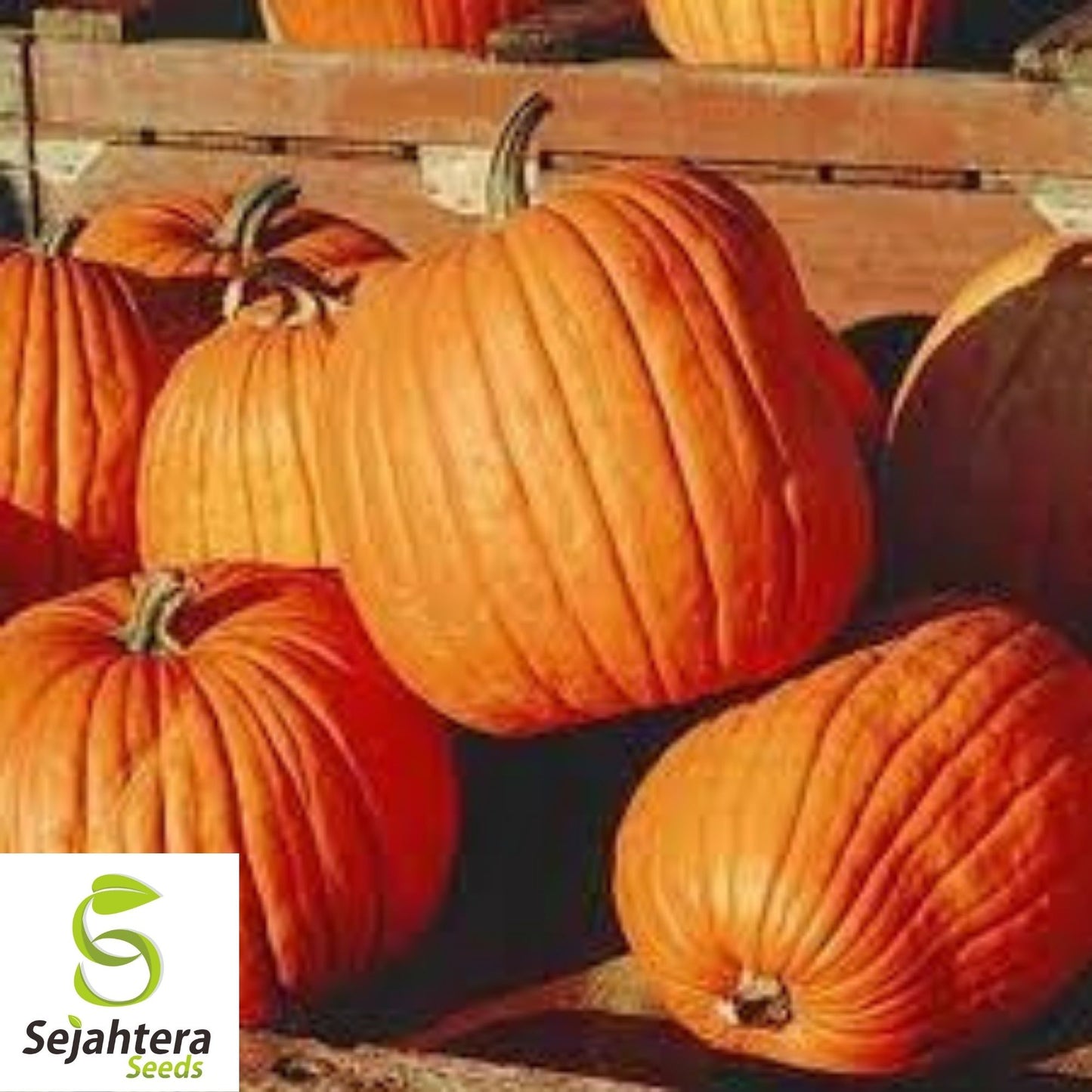 Jack O' Lantern Pumpkin Seeds 20+ | Halloween Carving NON-GMO USA