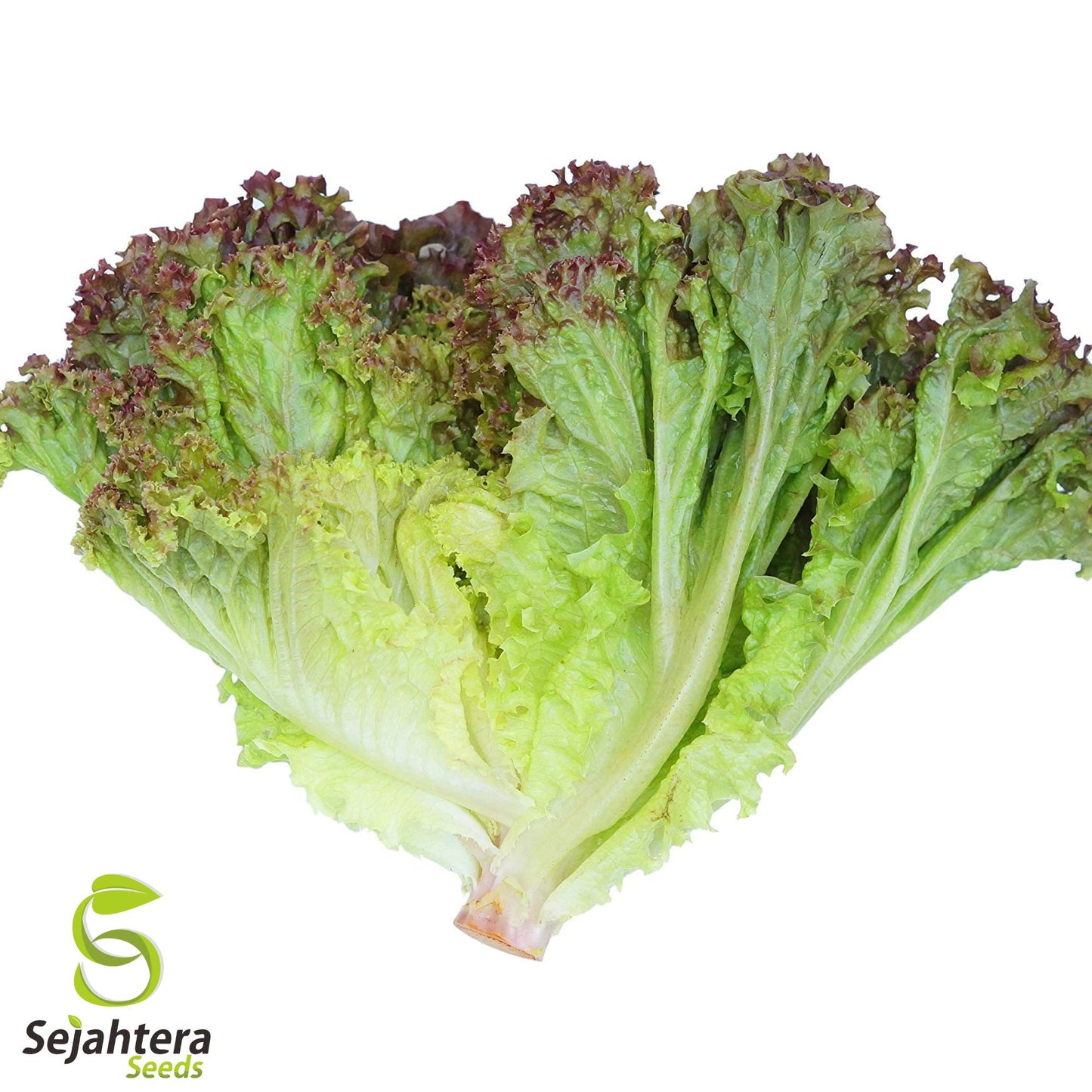 1000 Prizehead Lettuce Seeds - Non-GMO, Crisp & Tender Leaves