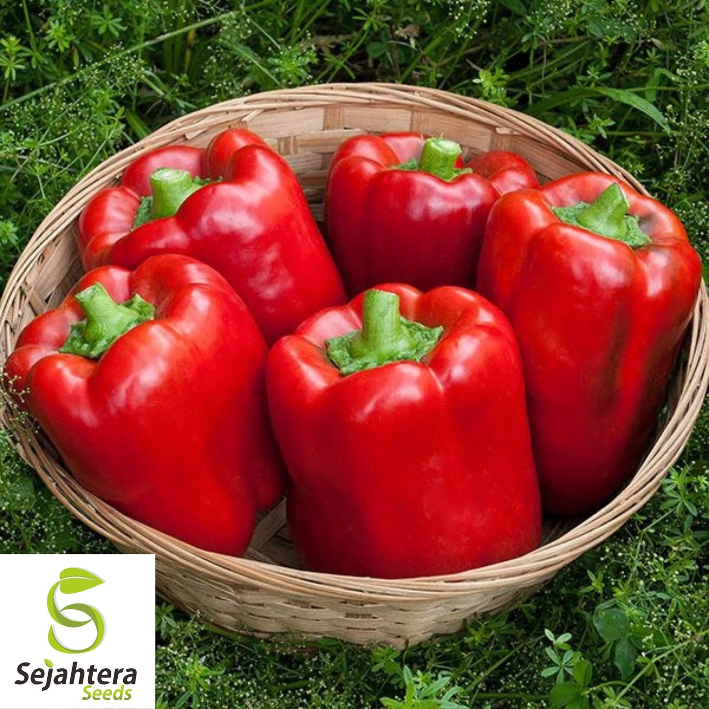 25 California Wonder Pepper Seeds - Non-GMO, Sweet & Crisp Bell Peppers