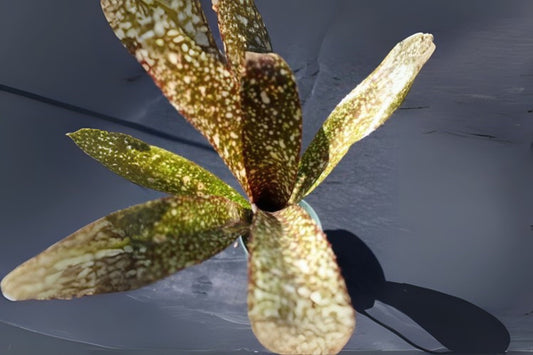 Billbergia Lots of Spots Yellow Bromeliad Hybrid - Unique Collector's Plant - Disease Free - Ready to Grow