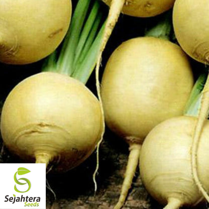 Golden Ball Turnip Seeds 1000+ | Heirloom Vegetable Garden NON-GMO USA