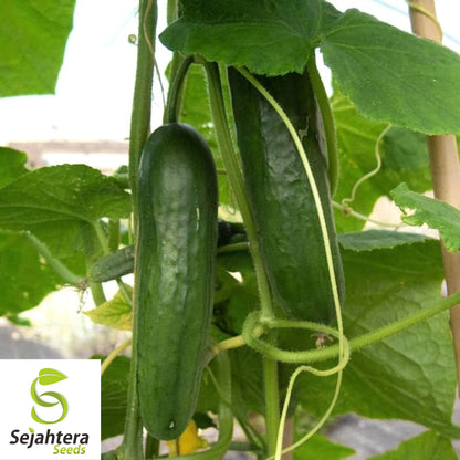 Muncher Cucumber Seeds - 100+ Heirloom, Organic, Non-GMO & Burpless