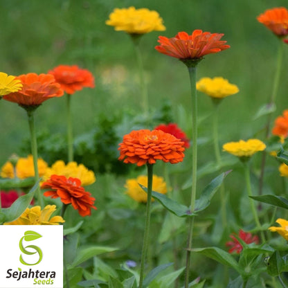 100+ Lava Lamp Zinnia Seeds - Zinnia Elegans, Vibrant Yellow, Orange, Red Blooms